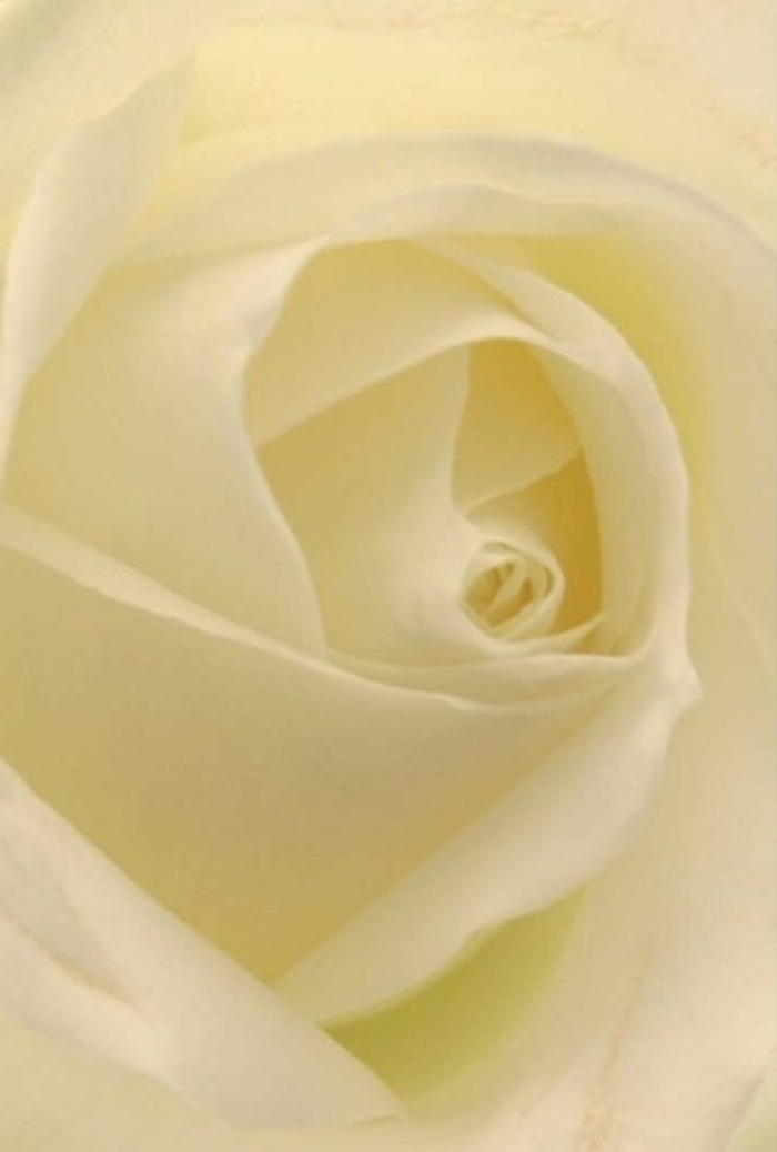 Viewed up close, this classic white rose calls forth tranquility and sophistication, reflecting the understated charm of Marlow's leafy lanes and river walks. Each petal is seamlessly layered, its creamy hues illuminated as if it carries a quiet glow from within-a soft reflection of the local sunlight that often warms the gardens along Pound Lane. The artistically spiraled core is flawless, embodying purity and resilience, while the gentle transitions between white and soft pearl add a delicate complexity. Arranged by a Marlow florist attuned to the community's sense of occasion, this rose is ideal for life's most heartfelt milestones: a wedding celebration at a local hall, a sincere apology exchanged on Liston Road, or a centrepiece for a family gathering. The subtle play of shadow and light across each fold hints at nature's quiet wisdom, while the alluring, clean fragrance remains ever so light and appropriate. This bloom captures the spirit of Marlow-serenity, elegance, and the promise of new beginnings-all present in every petal delivered fresh from our local shop.